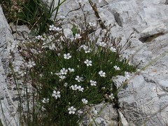 Gypsophila repens