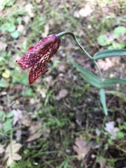 Fritillaria gentneri