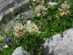 Trifolium pallescens