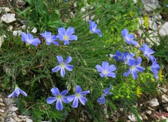 Linum julicum