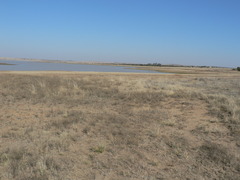 Pentzia globosa