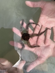 Ophiocoma echinata