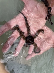 Ophiocoma echinata