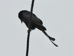 Dicrurus macrocercus