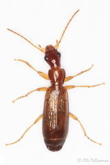Paradromius