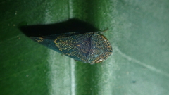 Xedreota tuberculata