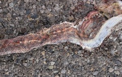 Arizona elegans philipi