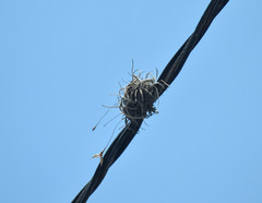 Tillandsia recurvata
