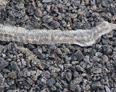 Arizona elegans philipi