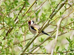 Carduelis carduelis