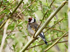 Carduelis carduelis