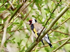 Carduelis carduelis