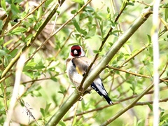Carduelis carduelis
