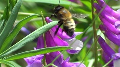 Megachile