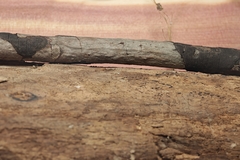 Graphostroma platystomum