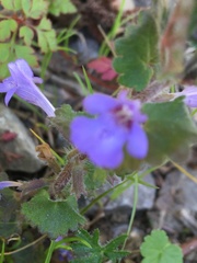 Glechoma hederacea