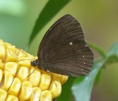 Forsterinaria quantius