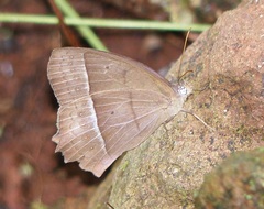 Taygetis tripunctata