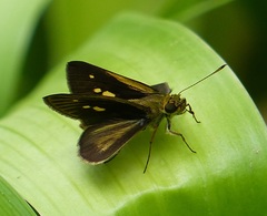 Parphorus decora