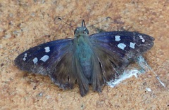 Polygonus savigny savigny