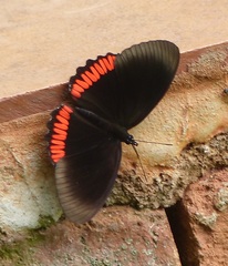 Biblis hyperia nectanabis