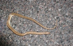 Arizona elegans philipi