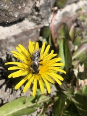 Andrena cineraria
