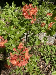 Rhododendron flammeum