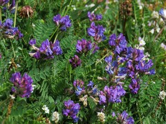 Oxytropis neglecta