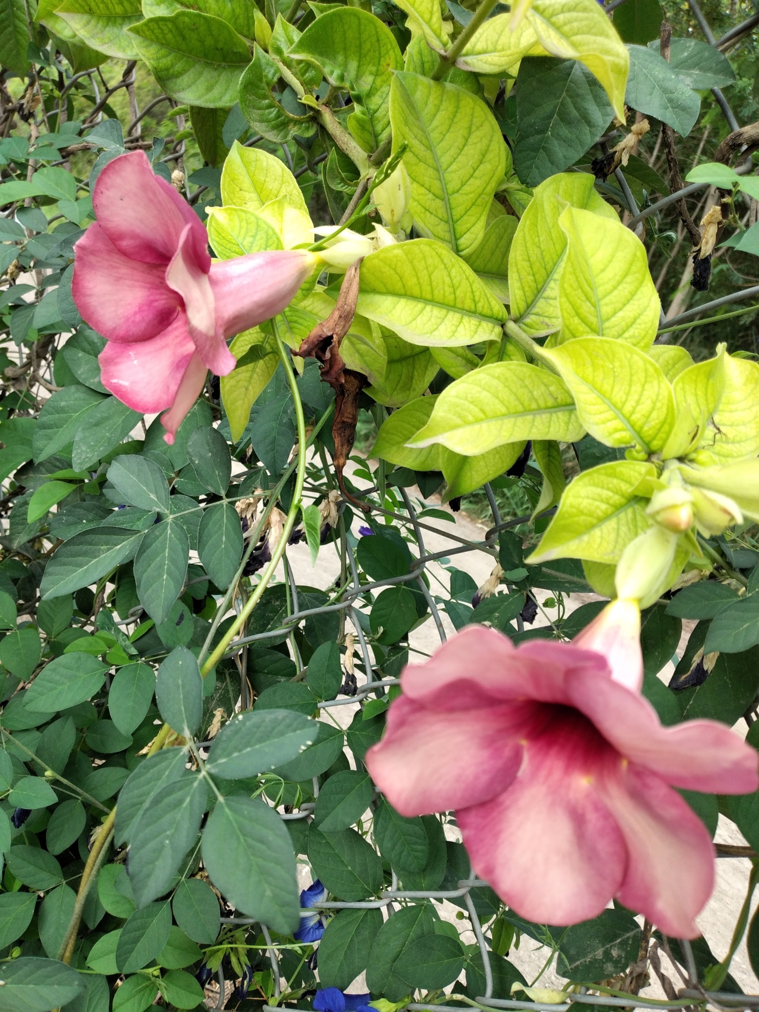 Allamanda blanchetii image