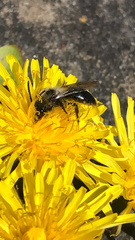 Andrena cineraria