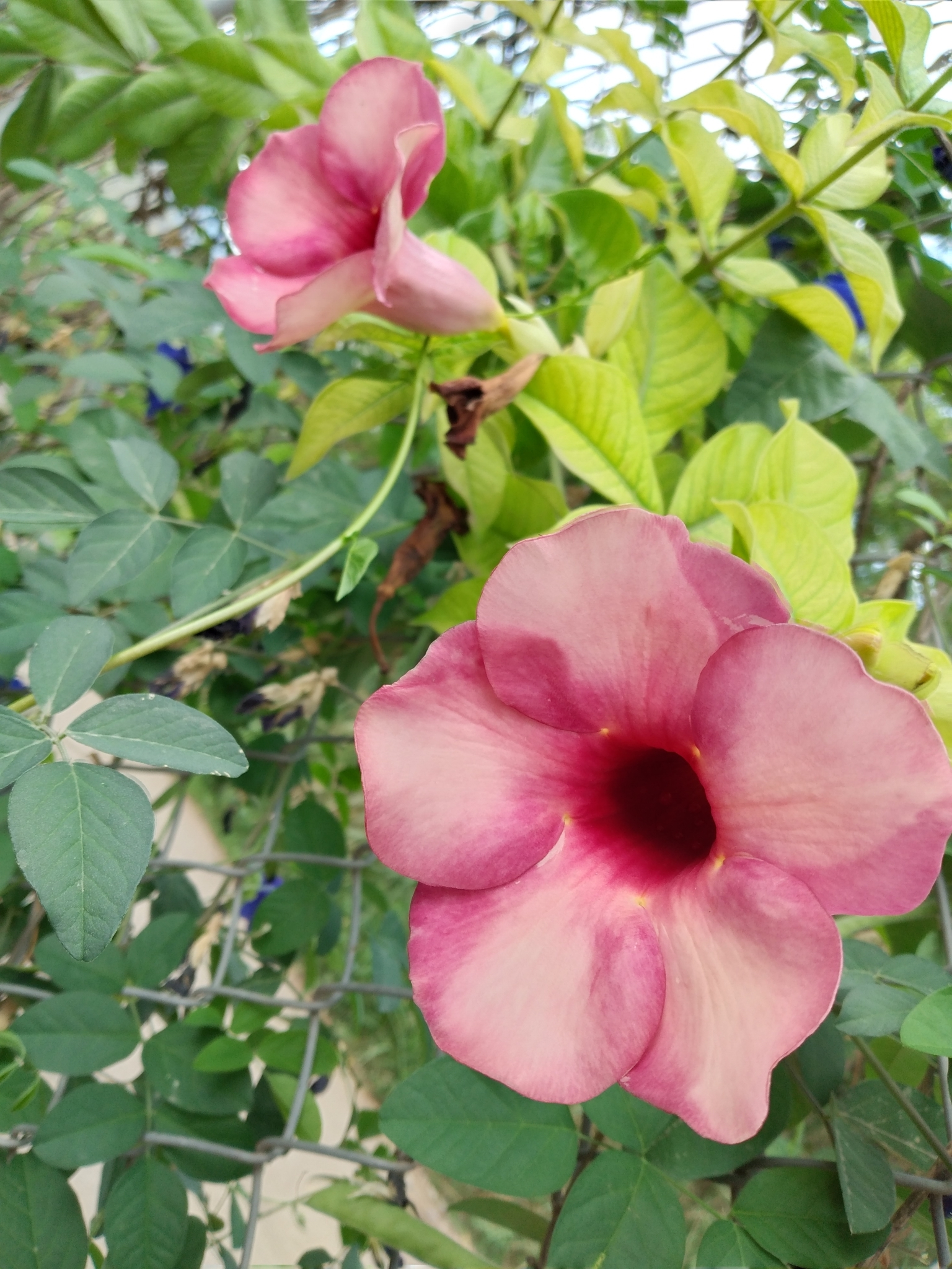 Allamanda blanchetii image