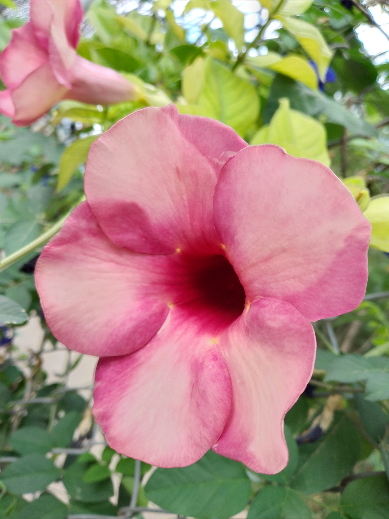 Allamanda image