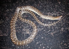 Arizona elegans elegans