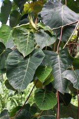 Homalanthus giganteus