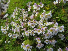 Euphrasia pulchella