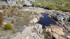 Capensibufo tradouwi