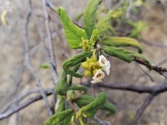 Varronia leucophlyctis