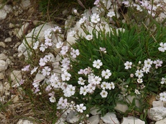 Gypsophila repens