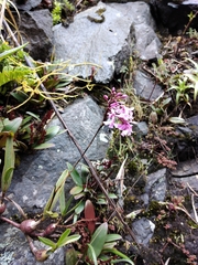 Epidendrum blepharistes