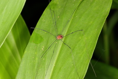 Holcobunus nigripalpis