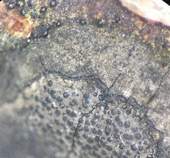 Graphostroma platystomum