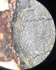 Graphostroma platystomum