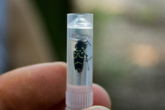 Xylotrechus antilope