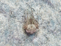 Mimetus laevigatus