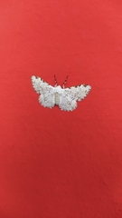 Lepidoptera