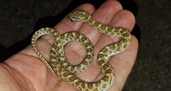 Arizona elegans elegans