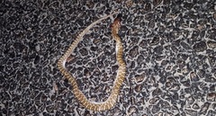 Arizona elegans elegans