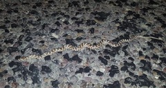 Arizona elegans elegans