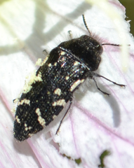 Acmaeodera ornata
